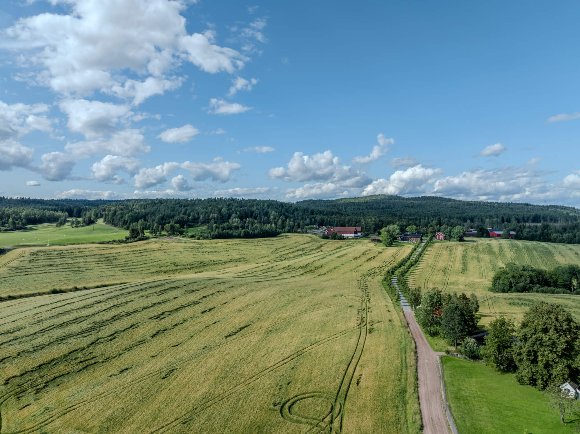 Green fields under a blue almost cloudless sky